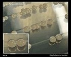 Staphylococcus aureus white (nonpigmented) colonies
